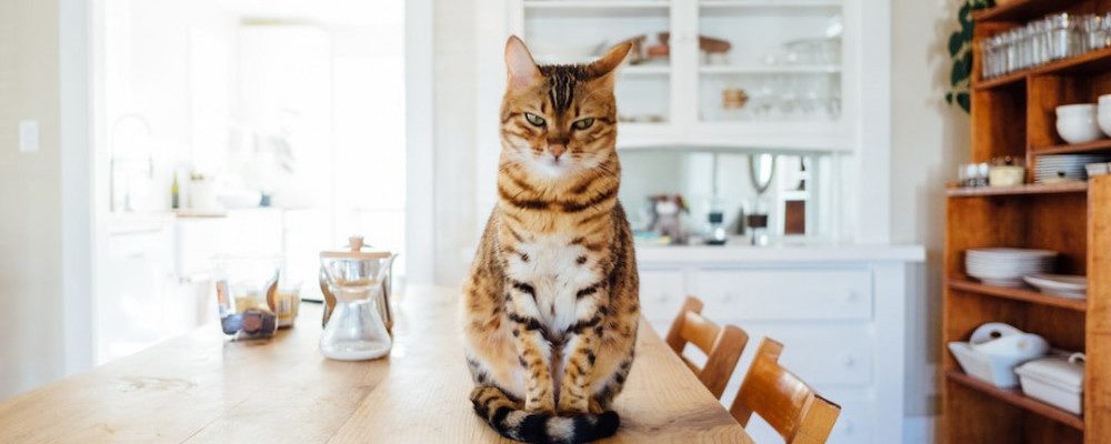 Cat on Table