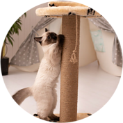 Cat with Scratching Post